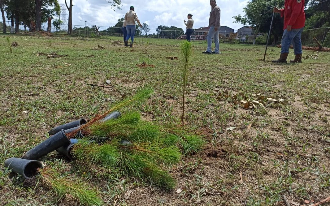 Reforestación y cuidado ambiental en las áreas de Ferrominera