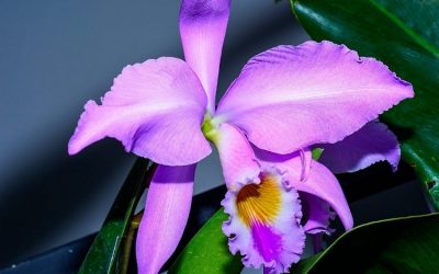 Declaración de la Orquídea como Flor Nacional